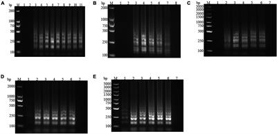 Establishment and Evaluation of a Loop-Mediated Isothermal Amplification Assay for Rapid Detection of Pseudomonas fluorescens in Raw Milk